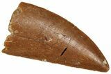 Serrated Raptor Tooth - Real Dinosaur Tooth #371476-1